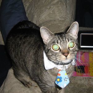 Meet your Posher, Billi